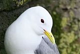 Black-legged Kittiwakeborder=